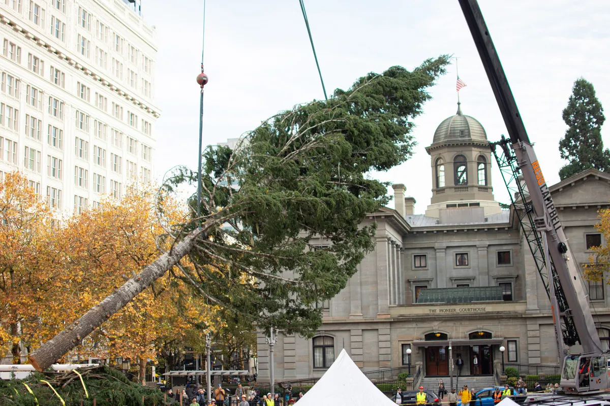 Stimson Lumber Tree Arrival — official source image