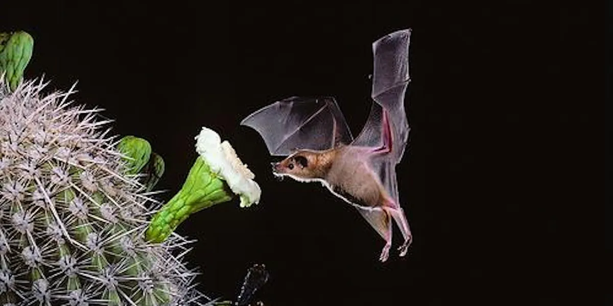 The Amazing World of Bats (lecture at the Monument Visitor Center) — official source image
