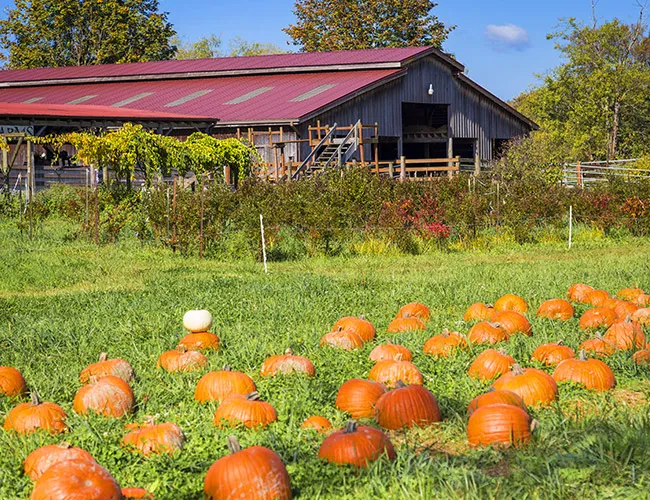 Fall City Farms Pumpkin Patch — official source image
