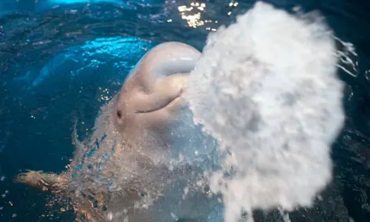 Shedd Aquarium — Family Aquatic Discovery — official source image