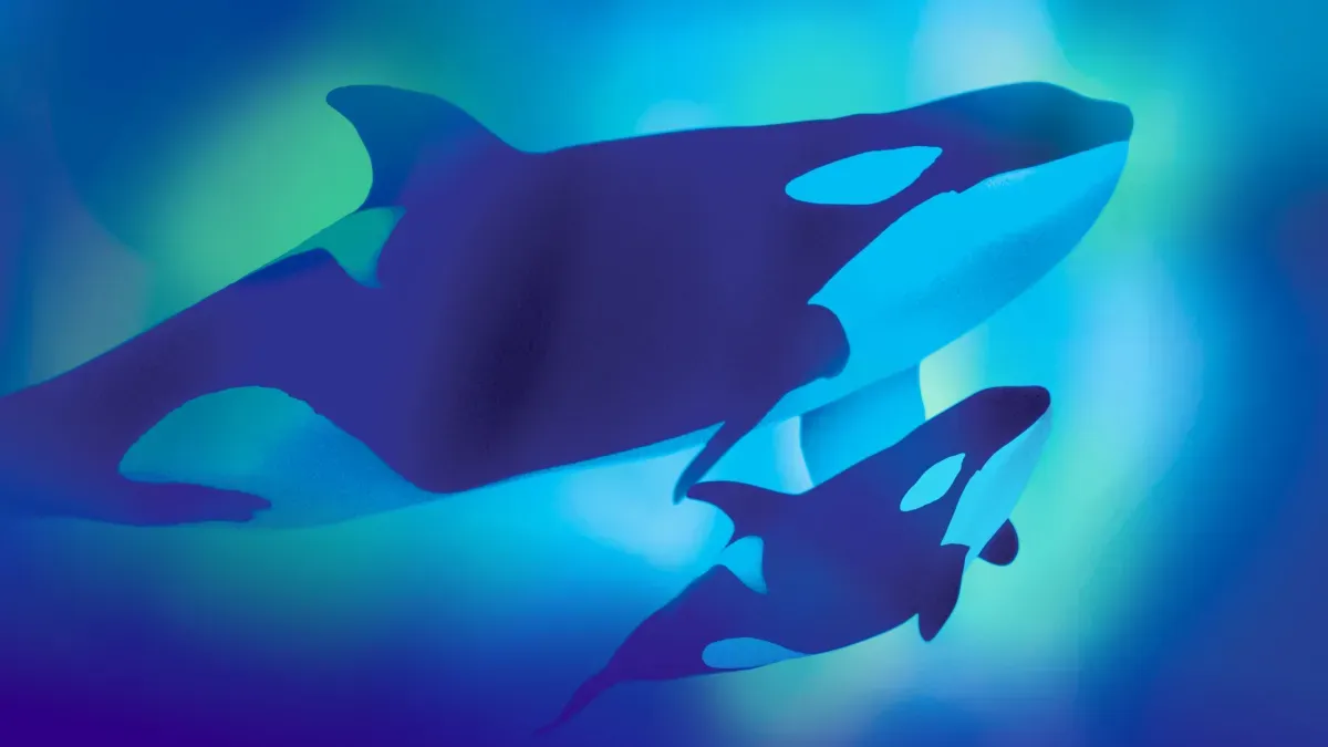 Orcas: Our Shared Future — official source image