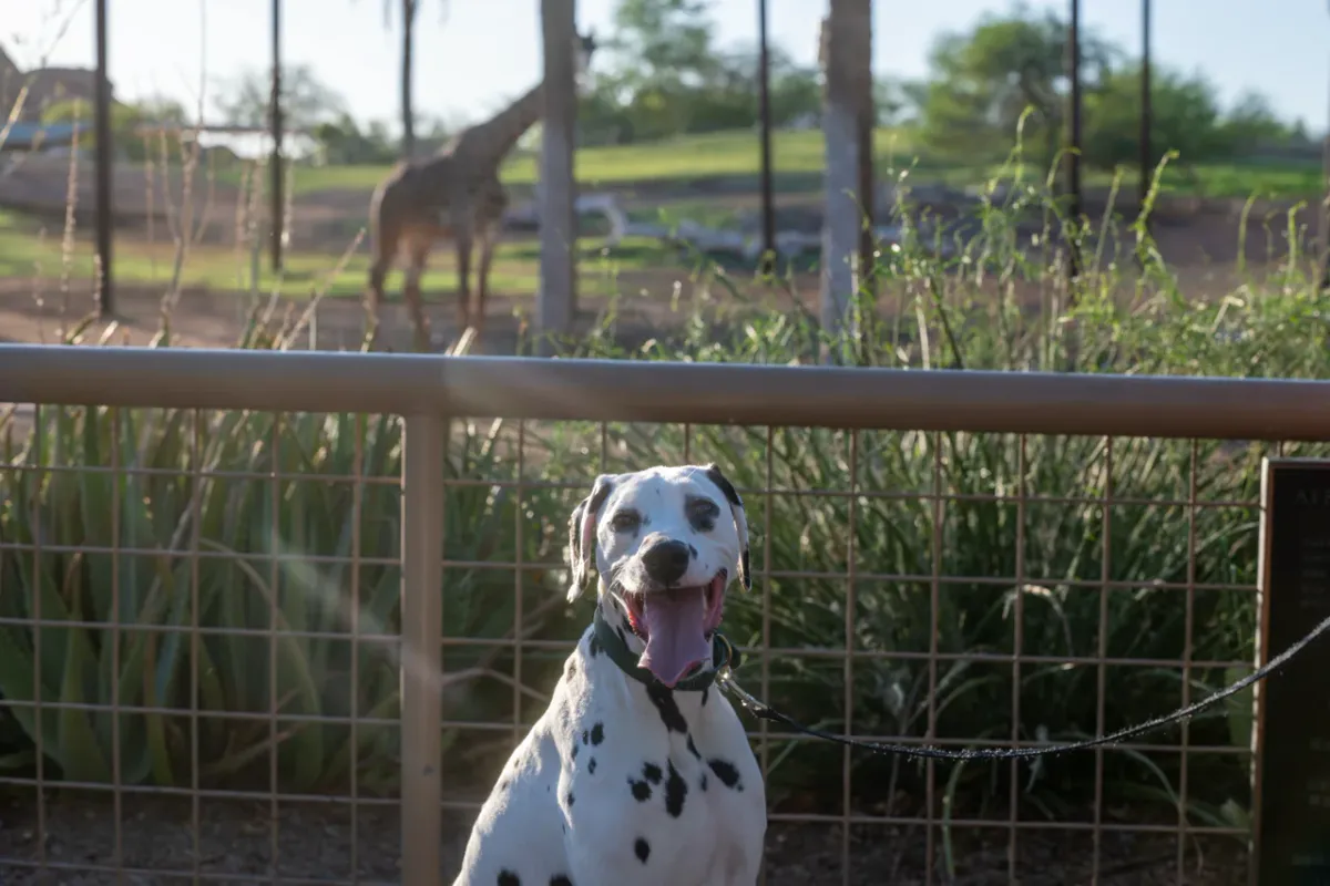 Tails on the Trails: A Dog's Day Out at the Phoenix Zoo — official source image