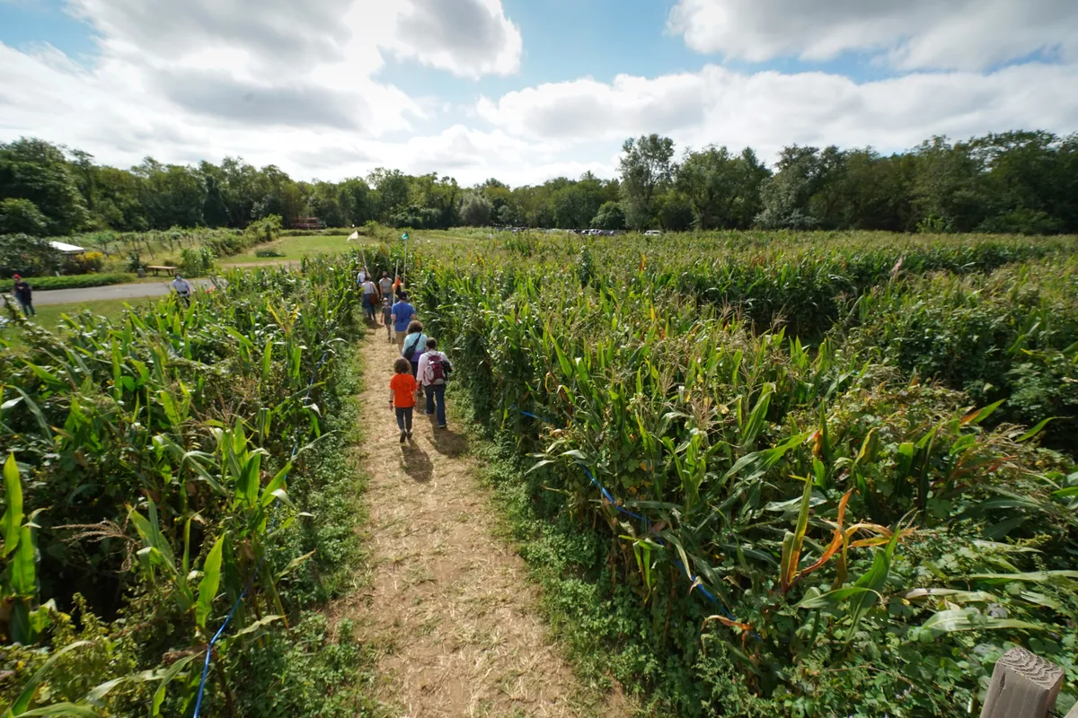 The Amazing Maize Maze — Queens County Farm Museum — official source image