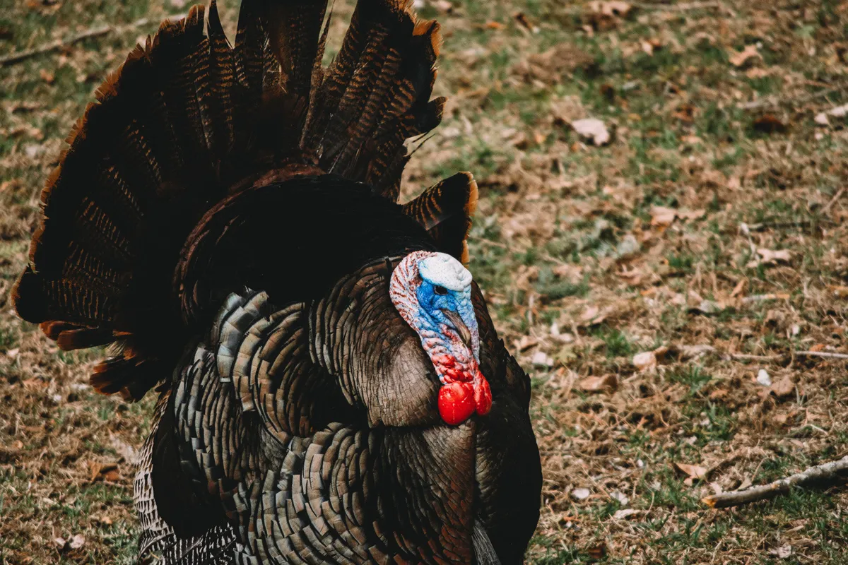 Nature Tales for toddlers at Habitat (Belmont) — venue image