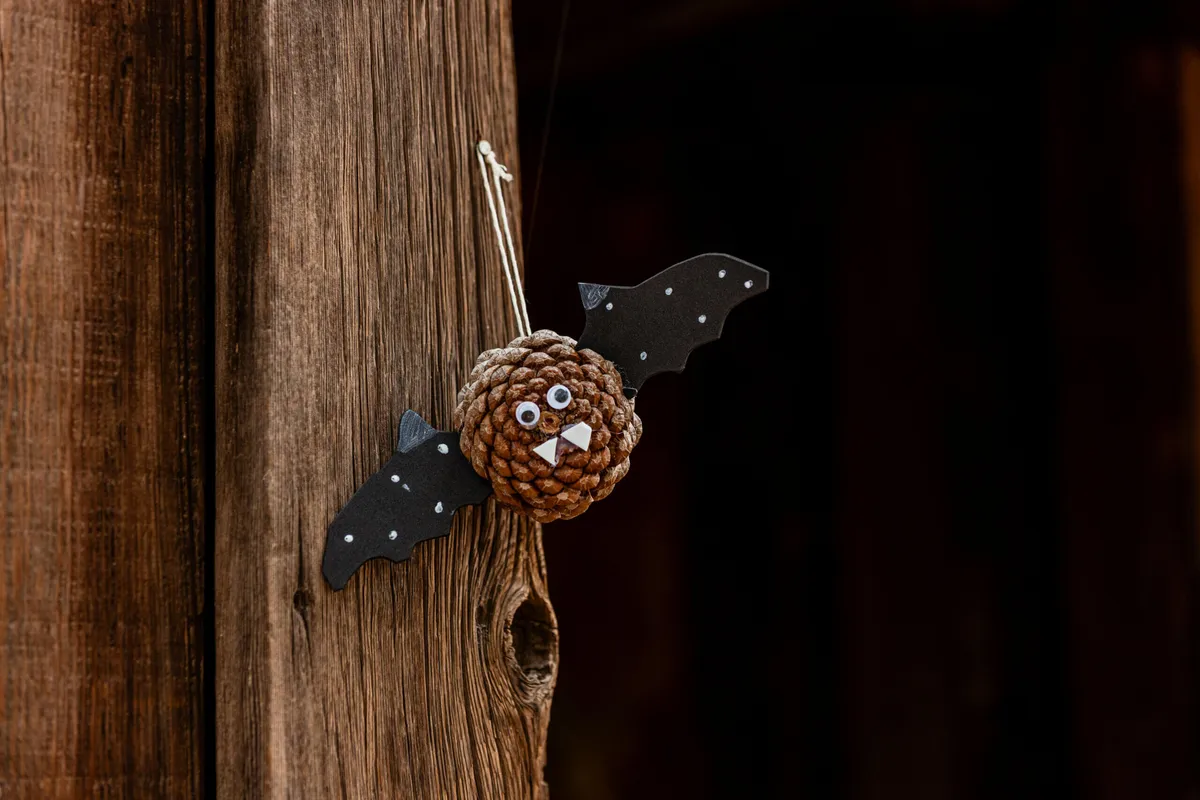 Family Workshop: Bats of Arizona — official source image