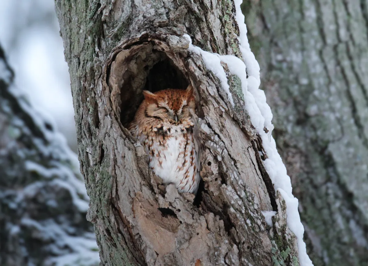 Family Owl Prowl at Ipswich River — venue image