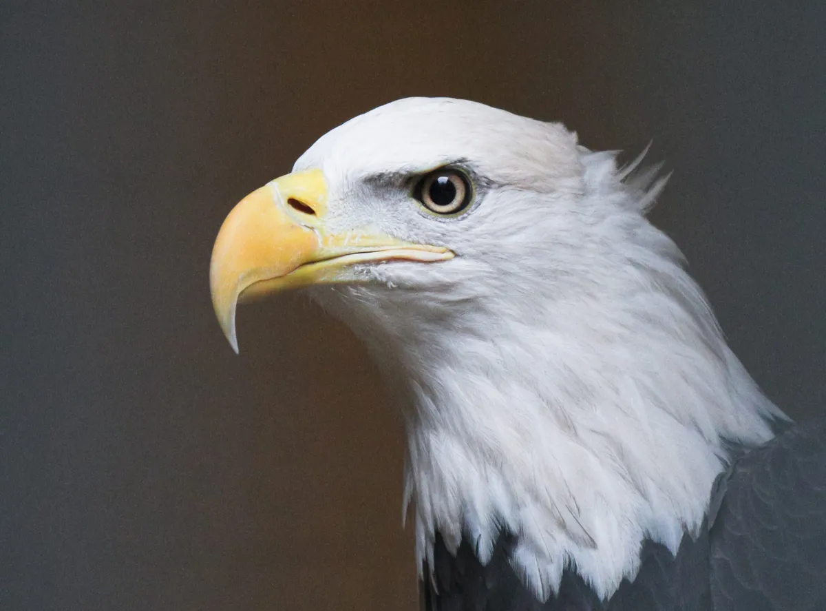 Veterans Day Free Admission for Military at the Cincinnati Zoo — official source image