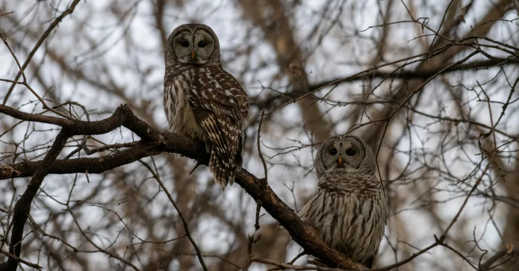 Trivia on the Trails: Owl Trivia (self-guided) — venue image