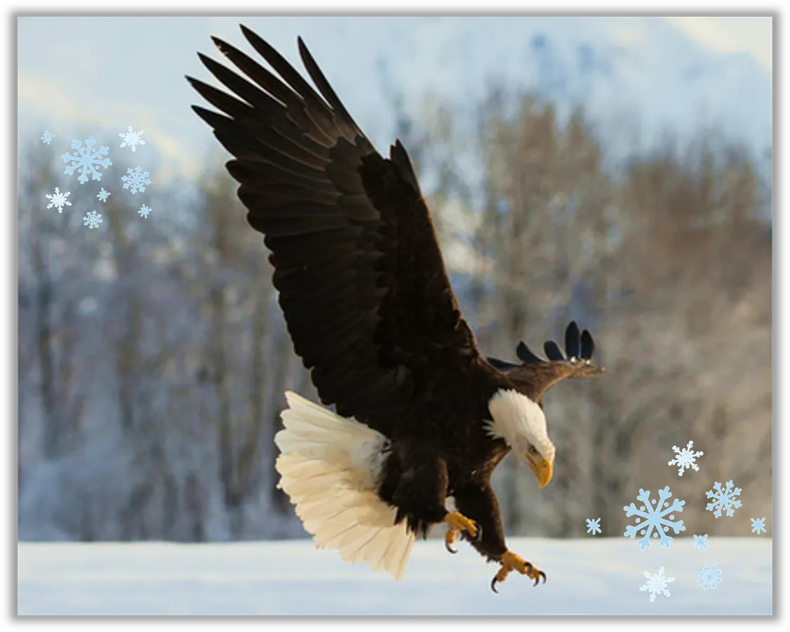 Bald Eagles & Raptors from the Avian Reconditioning Center — official source image