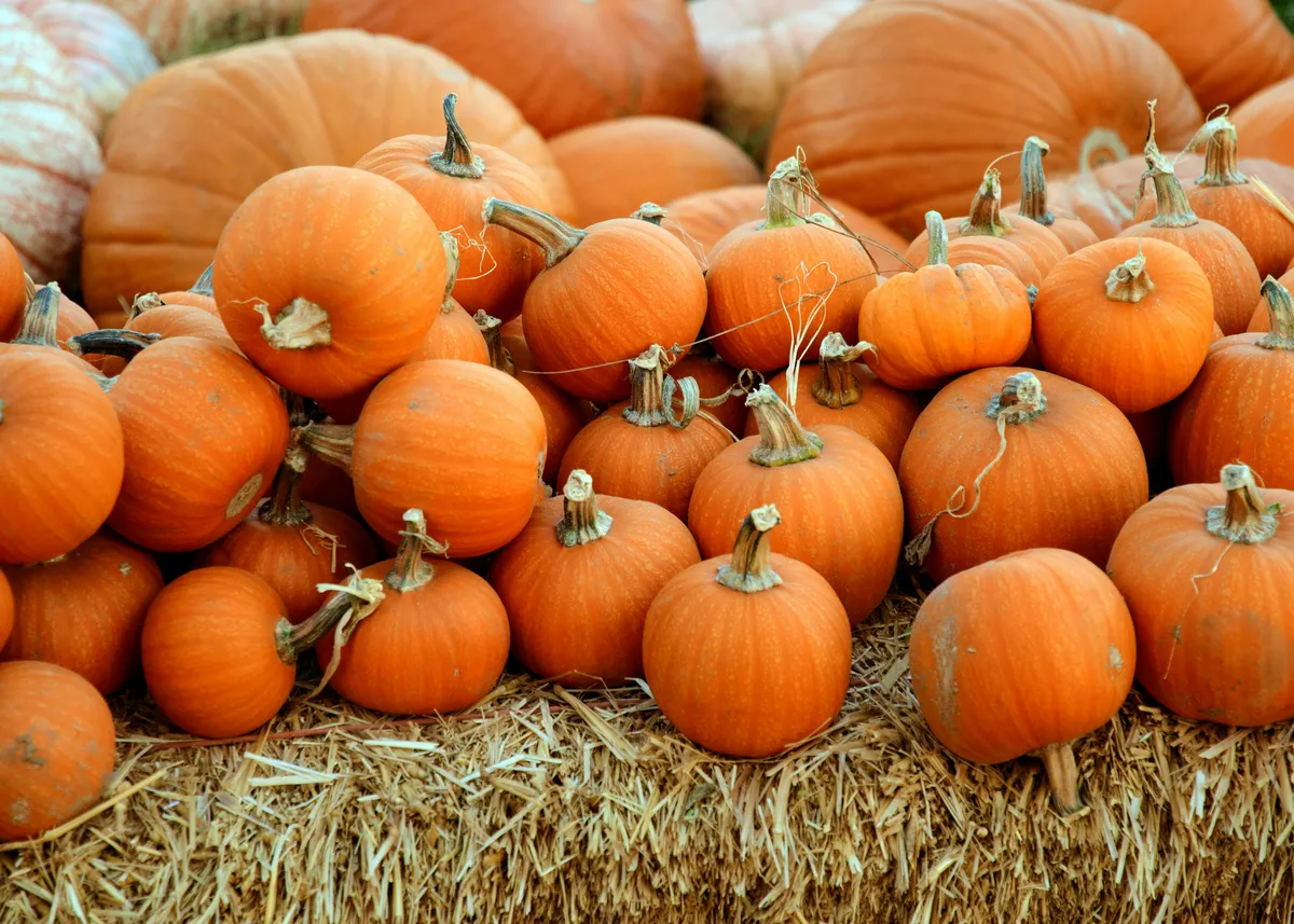 Boo Bash (Lucile H. Bluford Branch) — official source image