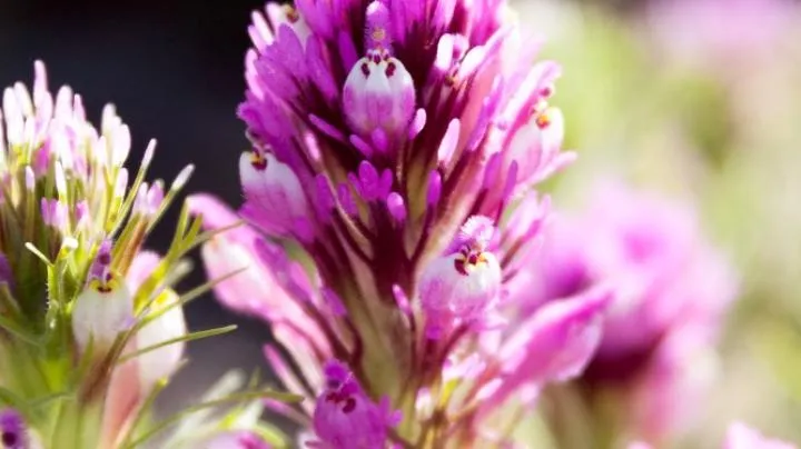 EarthCraft: nature crafts at Laguna Niguel Regional Park — official source image