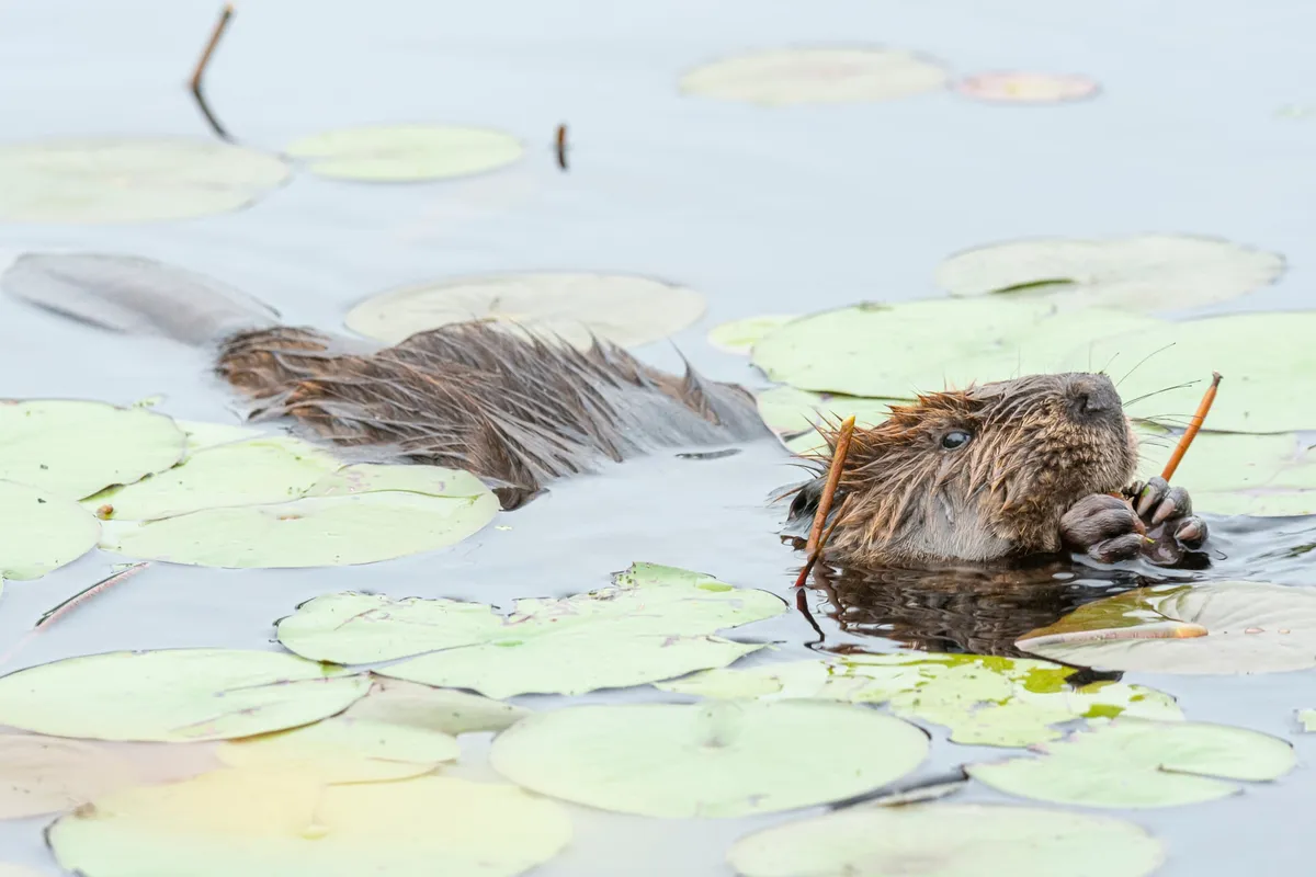Winter Wildlife Tales & Meet a Rabbit at Drumlin Farm — venue image