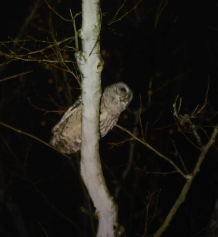 Owl Prowl at Bosely Conservancy — official source image