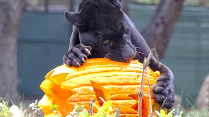 Halloween Zoo-tacular at the OC Zoo — official source image