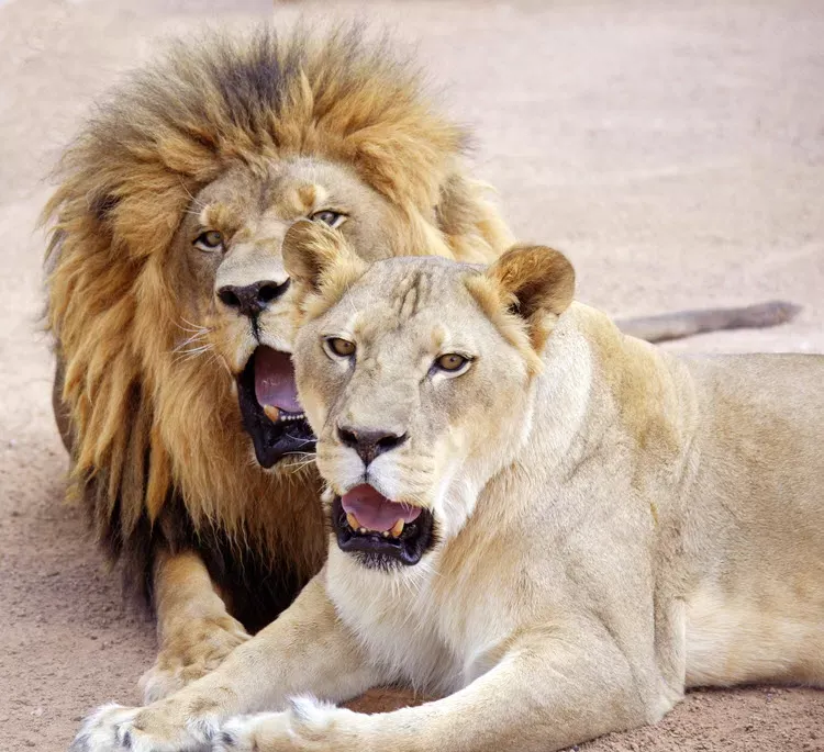 Lion Habitat Ranch — official source image