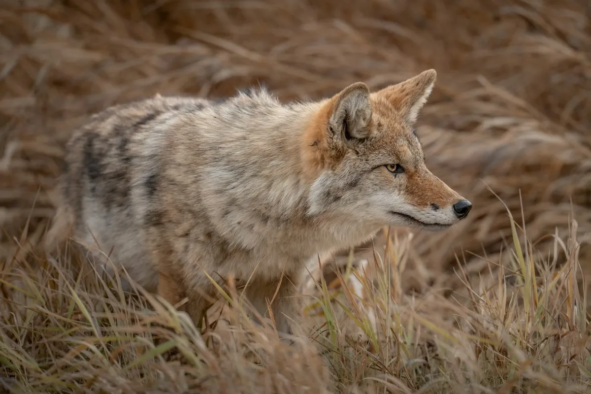 Homeschool Family Field Trip — Amazing Adaptations — official source image