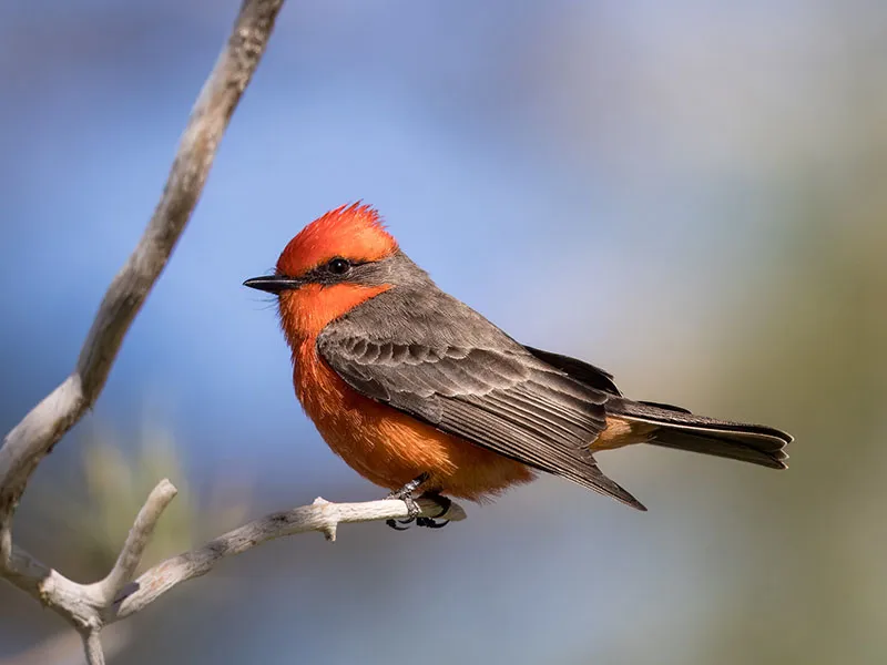 Wednesday Bird Walk — official source image