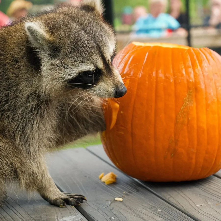 Feathers, Fangs, Fur & FUN! — Halloween at Busch Wildlife Sanctuary — official source image