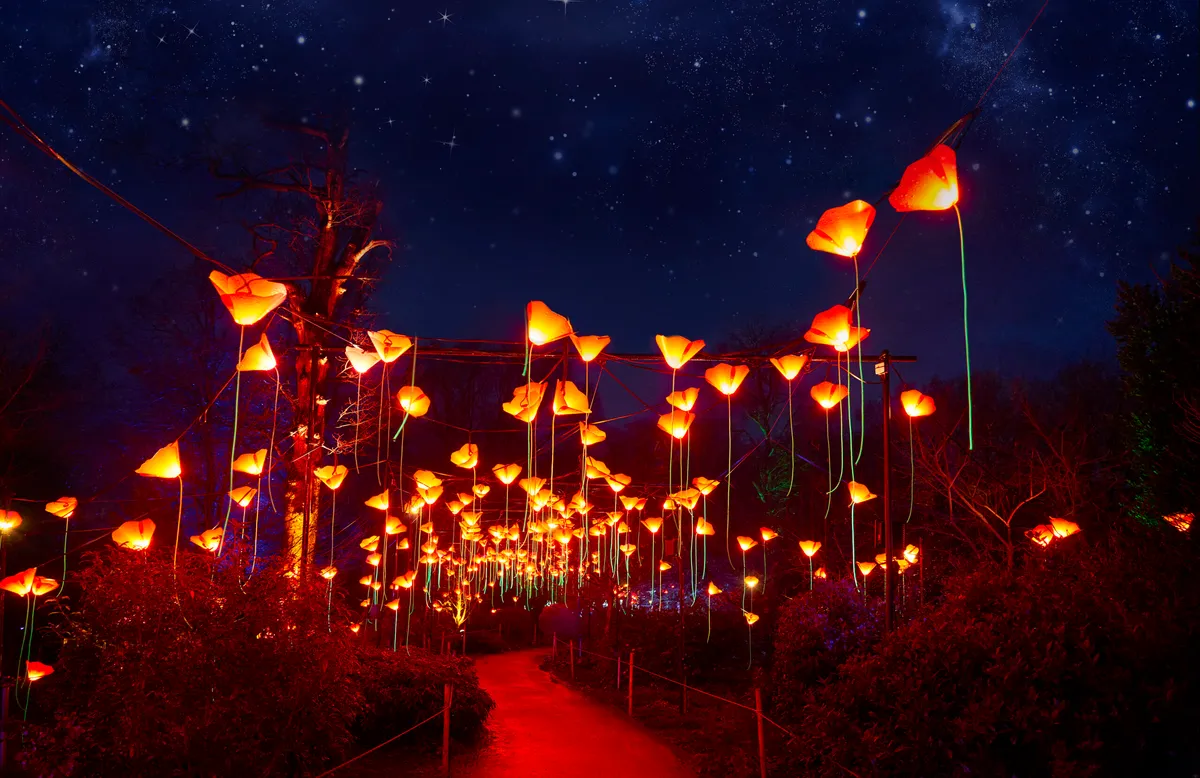 Lightscape at San Diego Botanic Garden — official source image
