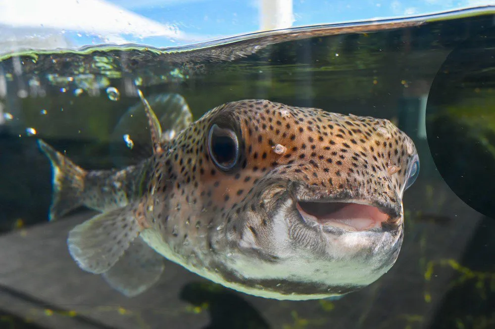 Ocean Discovery Shows — program image