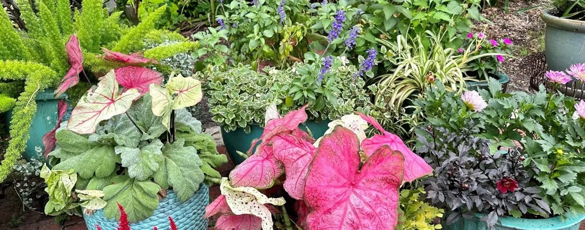 Free Admission Days at Leu Gardens — official source image