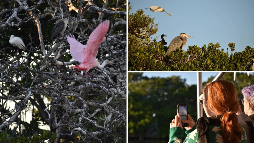 Art & Nature Sunset Tours with the MFA & Tampa Bay Watch Discovery Center — official source image