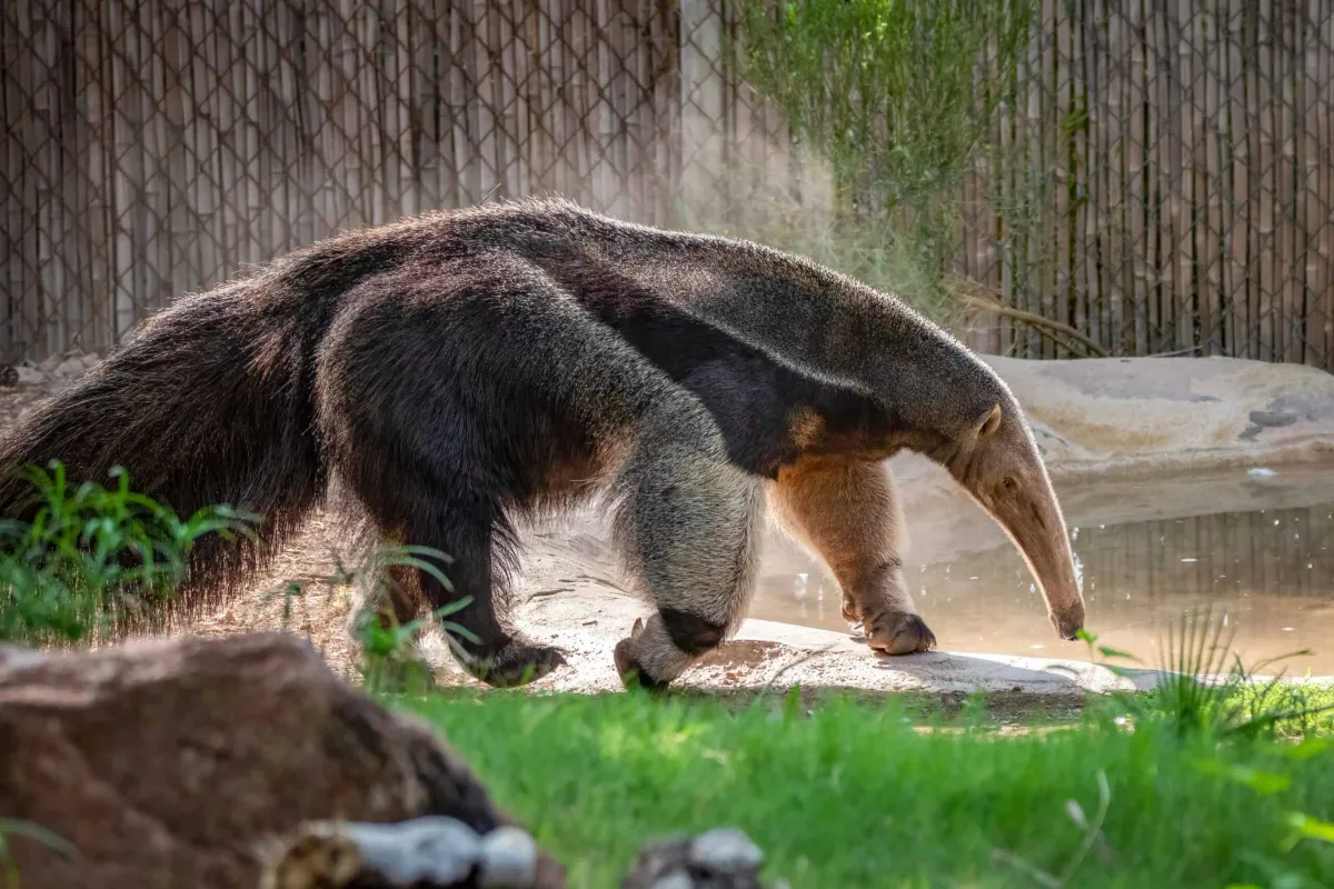 Phoenix Zoo Discovery Tours — program image