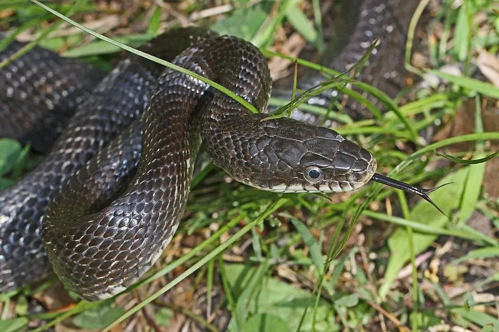 Animal Encounter: Snake Feeding Demonstration (for everyone) — official source image