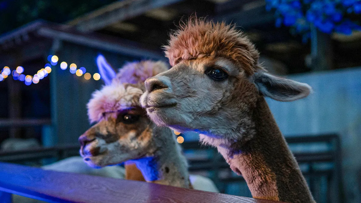 Holiday Lights at the Bronx Zoo — official source image