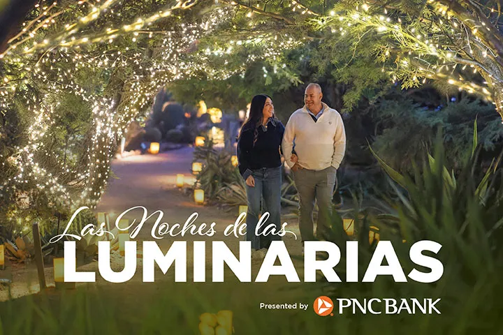 Las Noches de las Luminarias — official source image