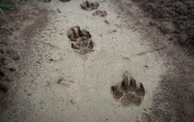 Animal Tracking for Kids — Muscoot Farm — official source image