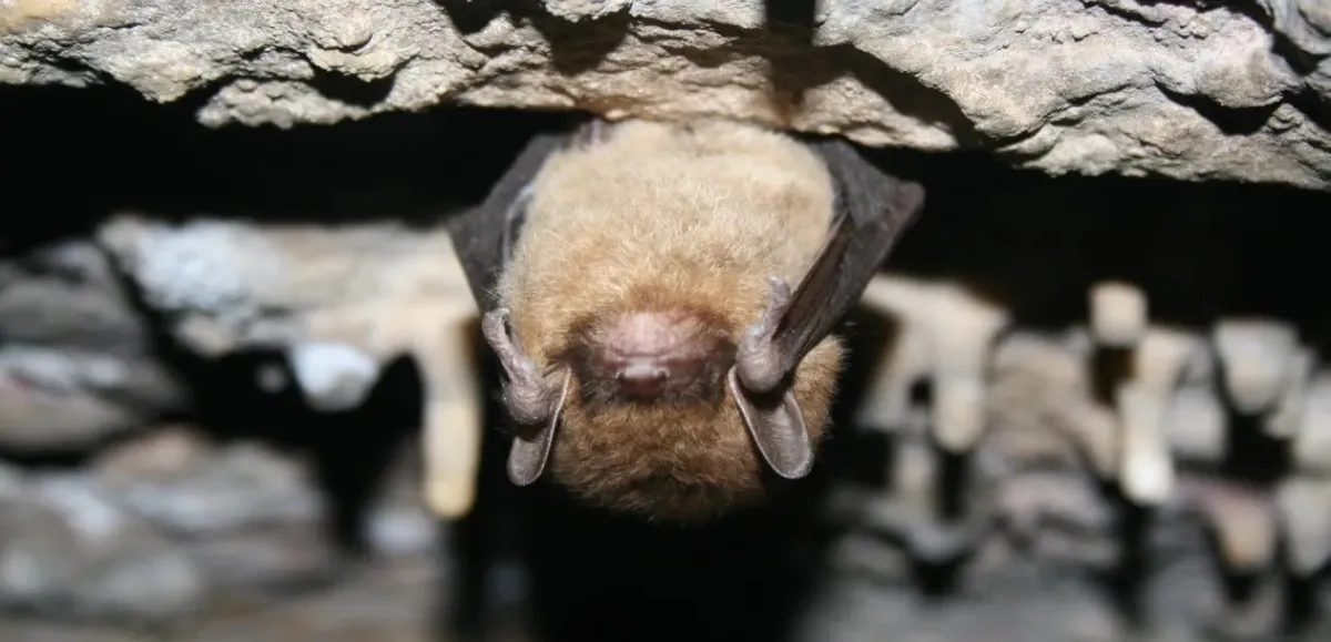 The World & Me: Bat Week Extravaganza — official source image