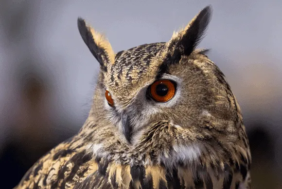 Animal Encounter: Raptor Responsible (For everyone ages 8+) — official source image
