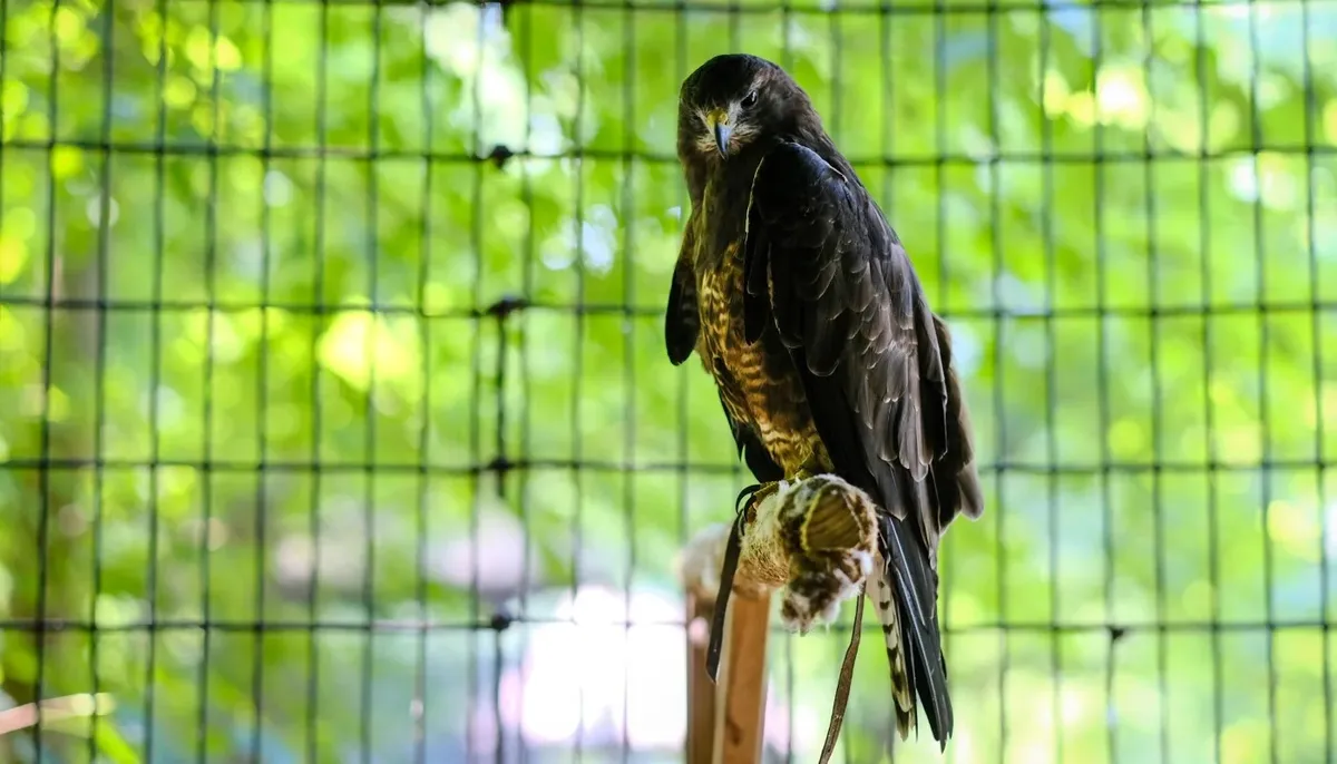 What's On The Menu? Animal Feeding Time at River Trail — program image