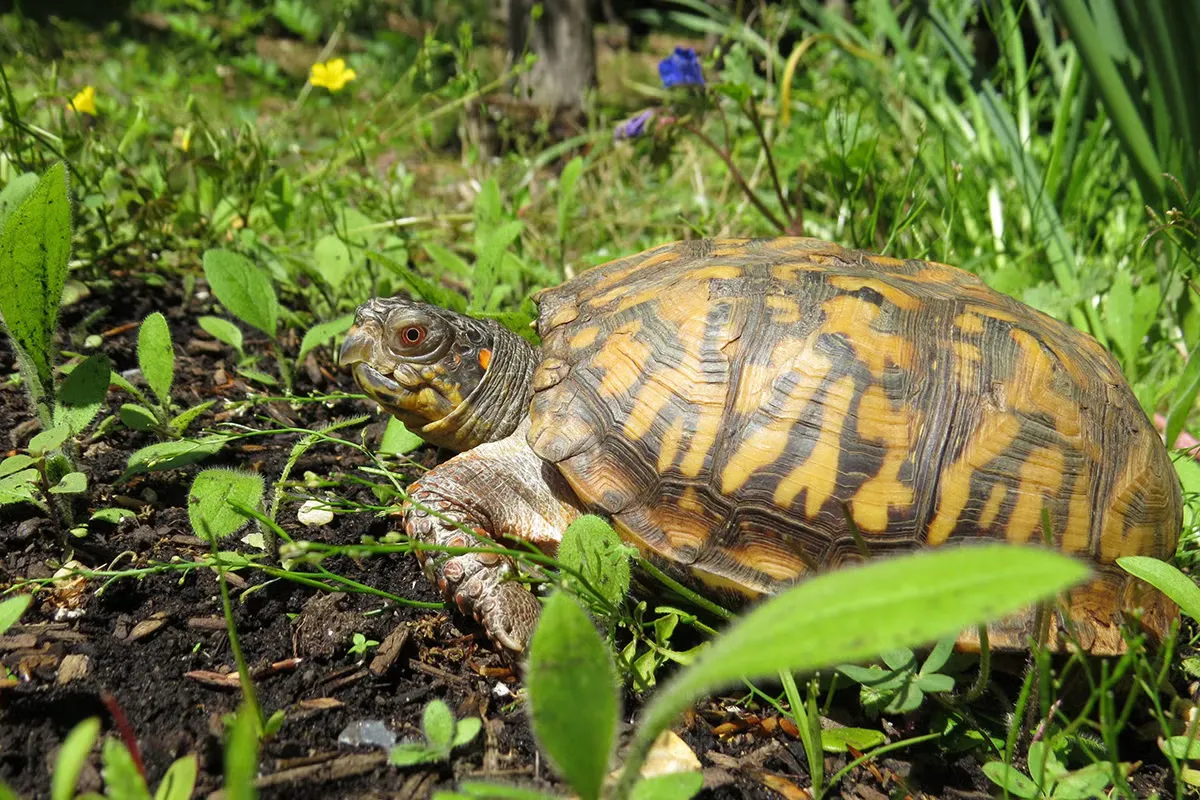 Wildlife Help 101 — official source image