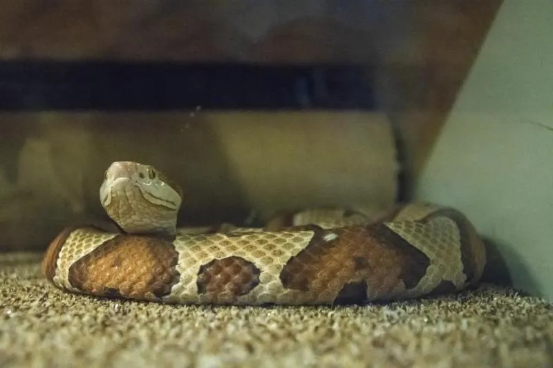 House of Reptiles at Ellanor C. Lawrence Park — official source image