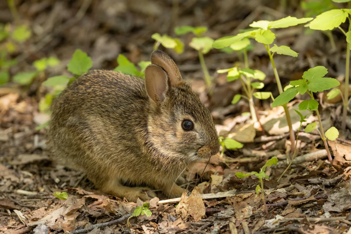Predator vs. Prey: Adaptation Strategies & Games at Habitat — official source image