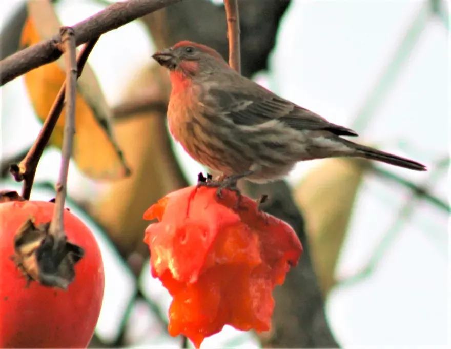 Bird Walk at Rancho Los Cerritos — official source image