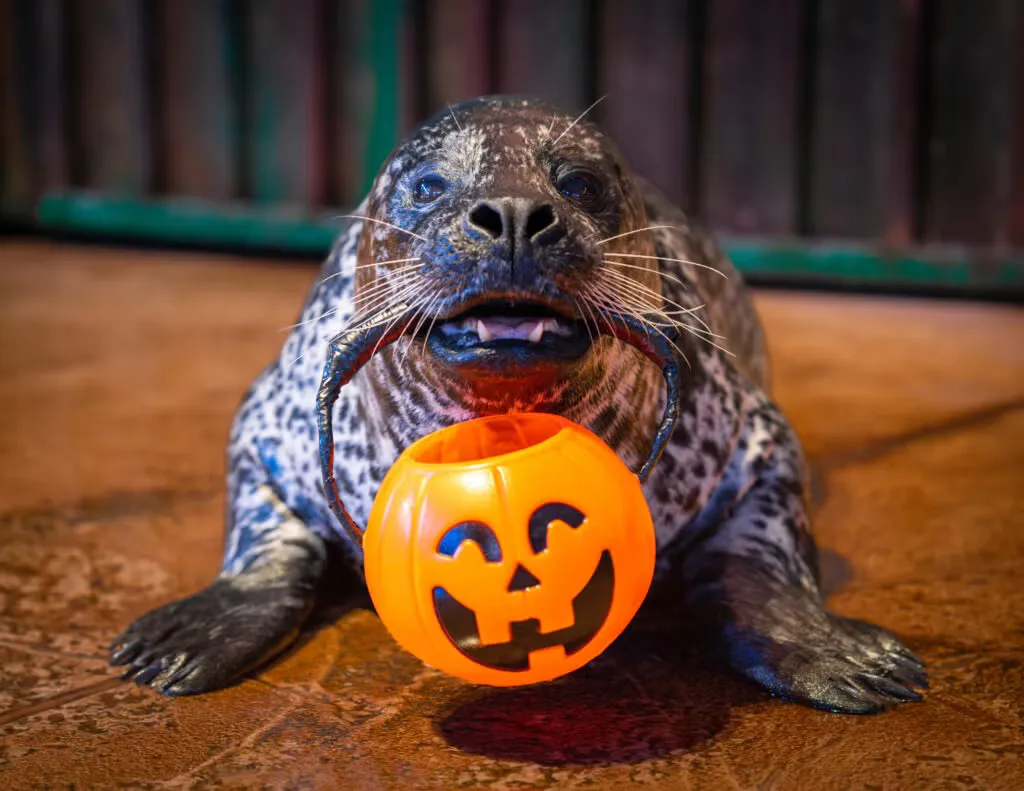 Haunted Seas — family daytime 2026 — official source image
