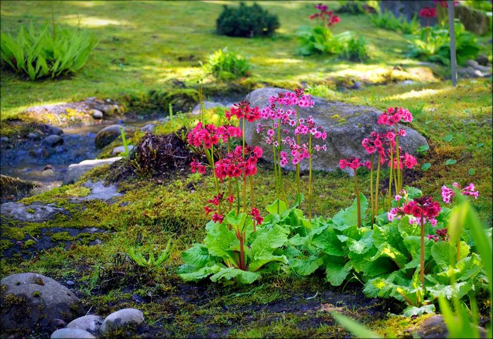 Seattle Japanese Garden (open through November) — official source image