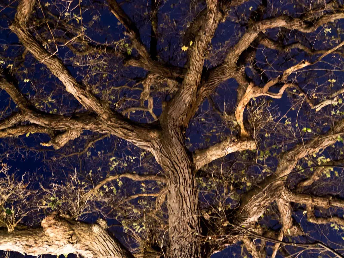 Night Hike — November 13 — official source image