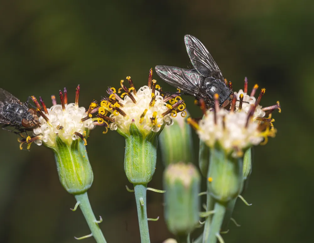 Bug Buddies — Queens County Farm Museum — official source image
