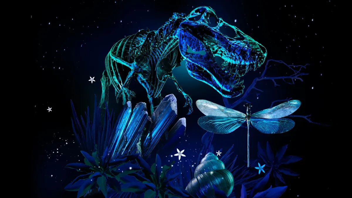 NightTales: An Illuminated Museum Experience — official source image