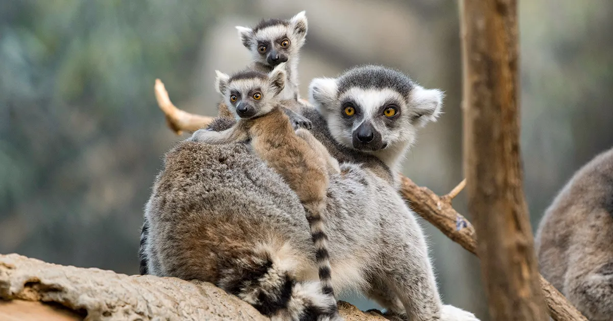 Boo at the Zoo — Bronx Zoo — official source image