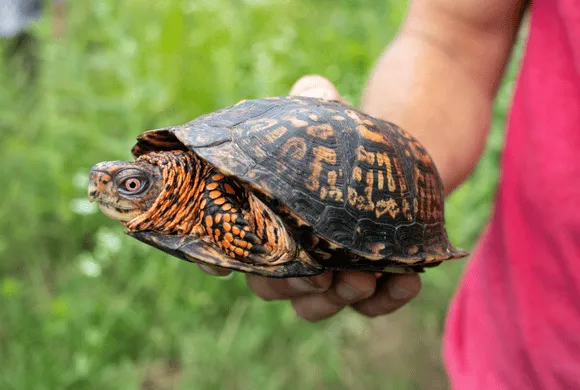 Animal Encounter: Reptiles Rule (for families, Ages 4+) — official source image