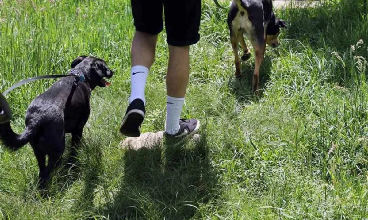 Hit the Trails: Bring Your Pup (for everyone ages 8+) — official source image