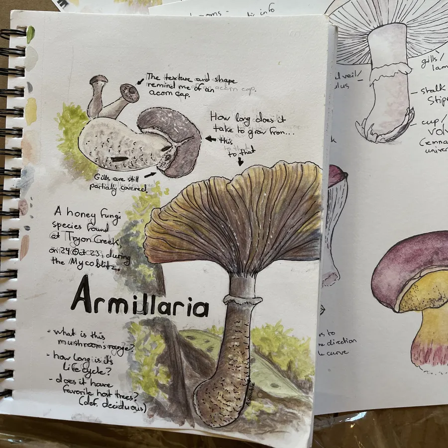 Nature Journaling: Mushrooms at Tryon Creek — official source image