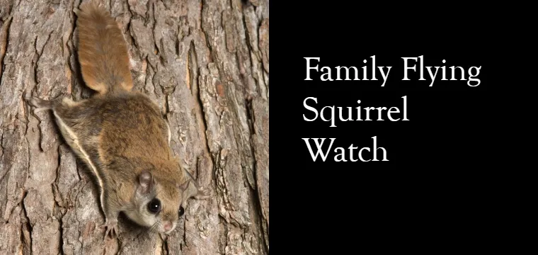 Family Flying Squirrel Watch — official source image