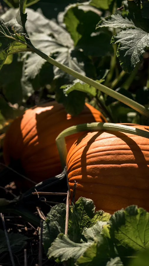 Fall Festival weekends at Larriland Farm — official source image