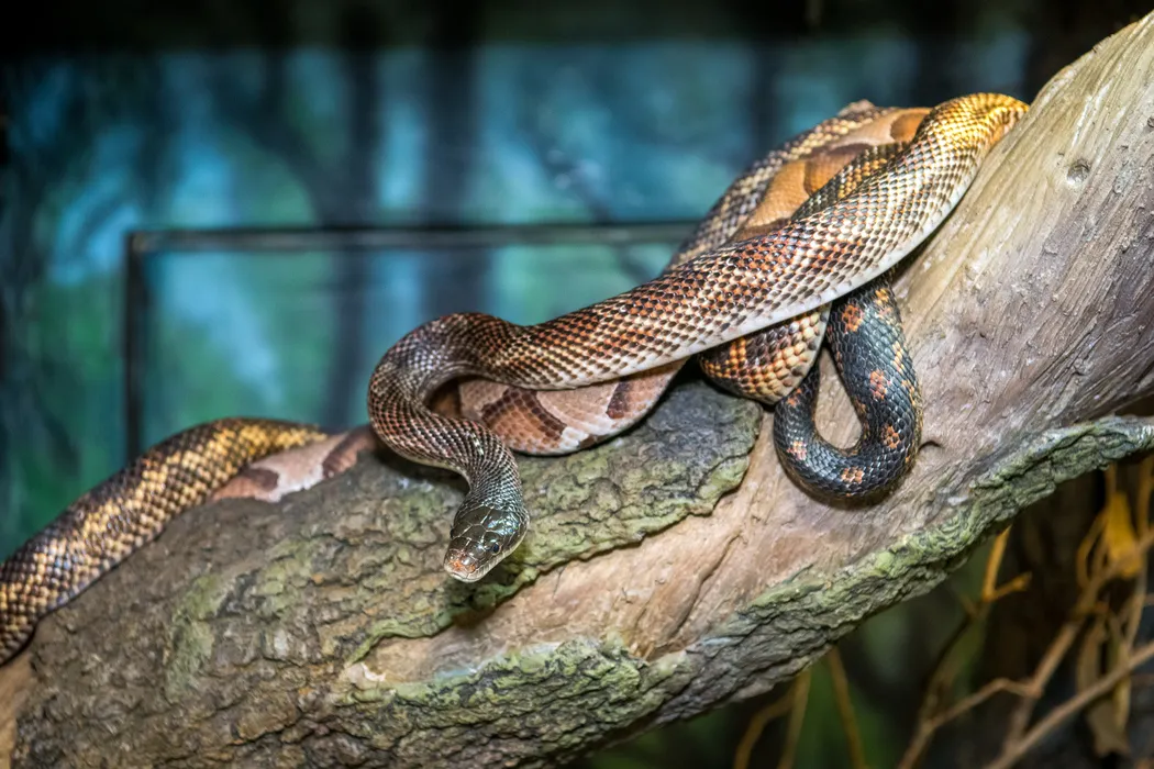 Zoo Boo Reptile Building Experience — program image